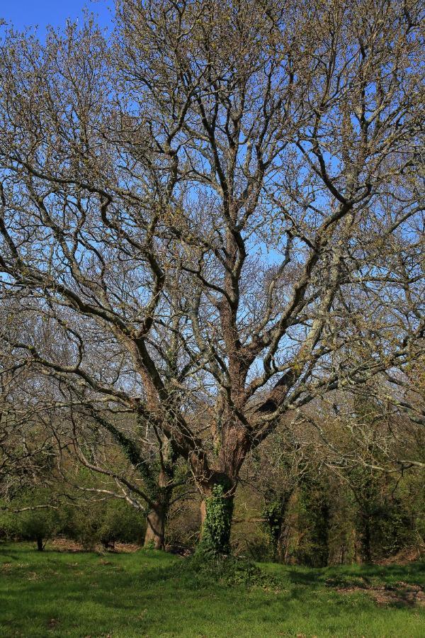Aux Arbres Chanteurs Ploulech 外观 照片