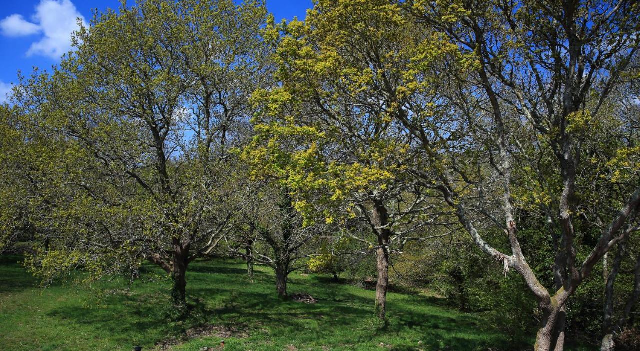 Aux Arbres Chanteurs Ploulech 外观 照片